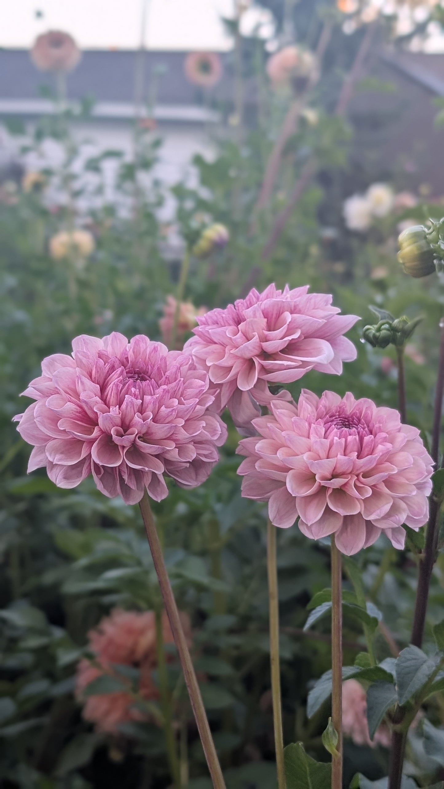 Lee's Sugar Rush (Limit ONE)